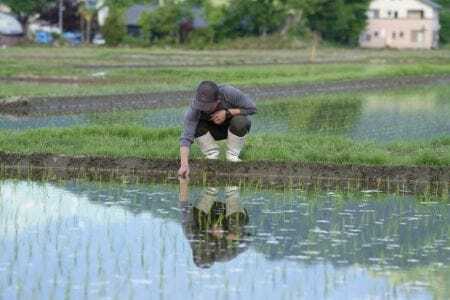 南魚沼塩沢産コシヒカリ５ｋｇ　減農薬特別栽培米　南魚沼食味コンクール２年連続優秀賞