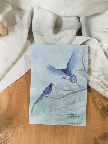 臺灣藍鵲-臺灣特有動物系列-特有種 台灣 明信片