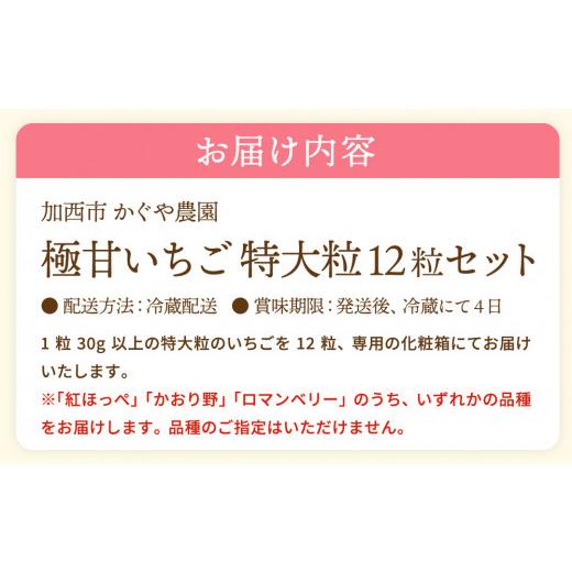 ふるさと納税 兵庫県 加西市 かぐや農園の極甘 いちご 特大粒 12粒