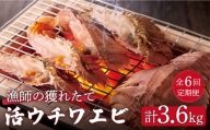 漁師直送！ 活き！ 平戸の「うちわえび」 計3.6kg（600g×6回） 平戸市   ひばり [KAA239]