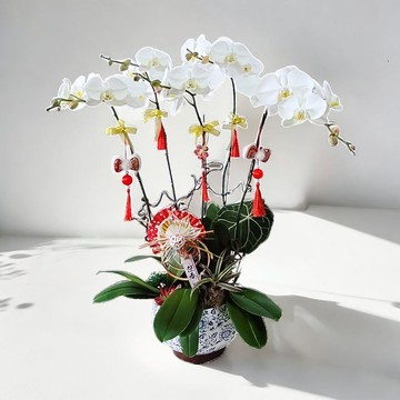 大白花蝴蝶蘭5棵 GF00235