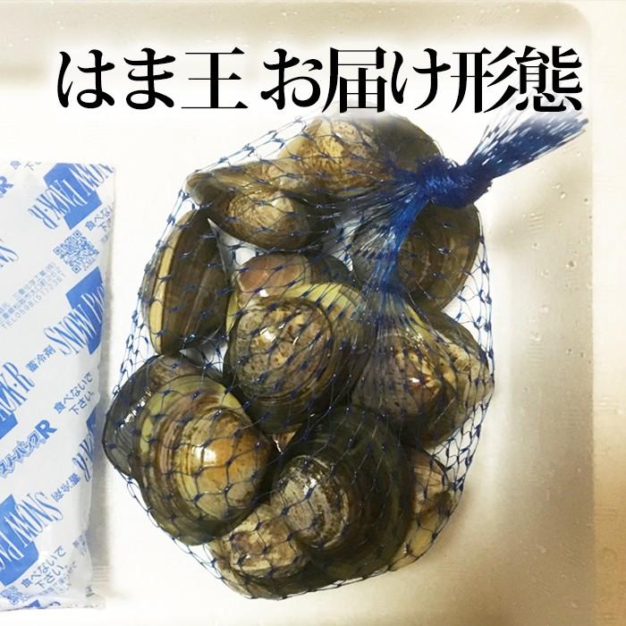 蓄養はまぐり はま王 ３年もの (500g) はまぐり屋 活はまぐり 国産はまぐり 地はまぐり 活き蛤 地蛤 BBQ バーベキュー お中元・お歳暮ギフト