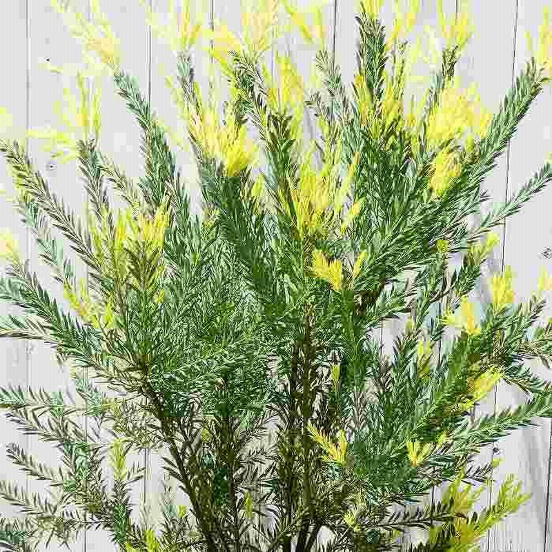 希少❗️ ミモザ レッドクリスタル 花芽付き 苗 シンボルツリー