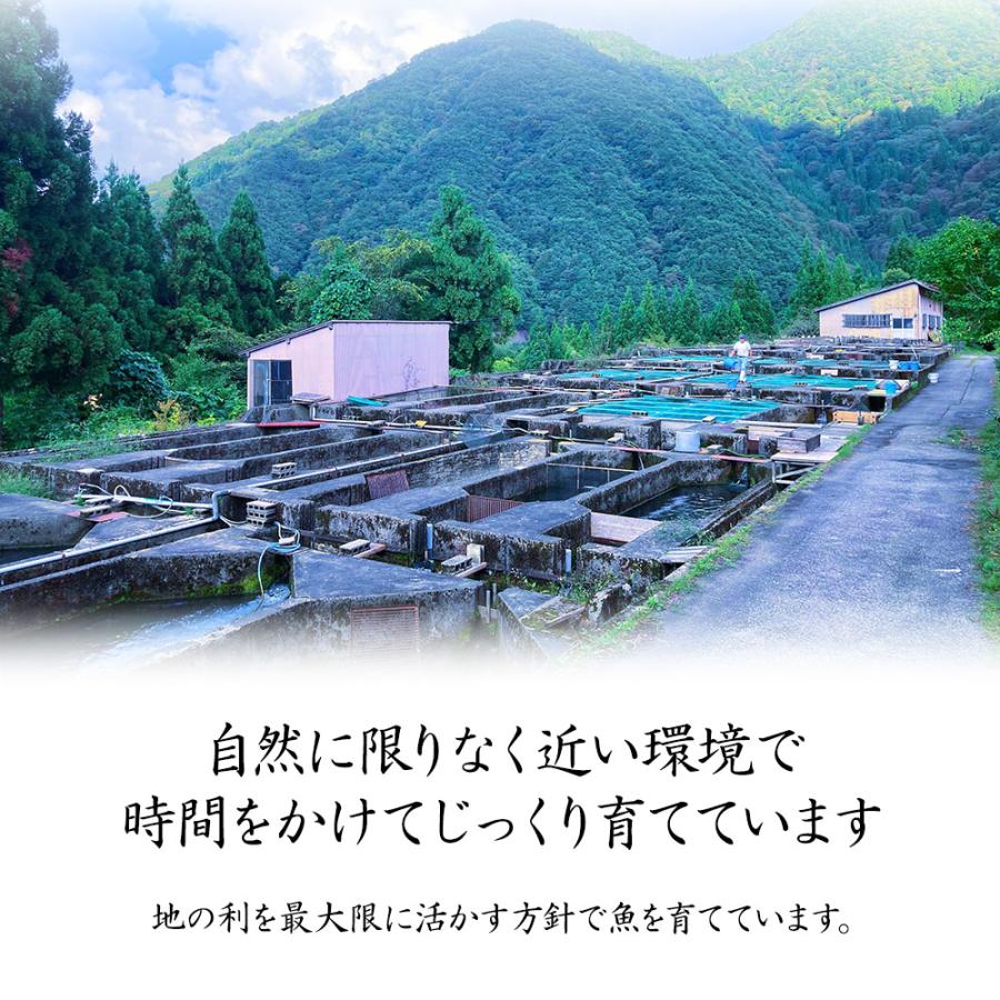 イワナ 岩魚 冷凍 川魚 養殖 骨酒 塩焼き 誕生日 ギフト 加熱用 5尾 串なしタイプ