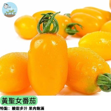 🍅【陽台豐收首選】黃聖女番茄種子 金黃小番茄 水果聖女 皮薄多汁超甜 生吃沙拉必備 四季可種 家庭盆栽