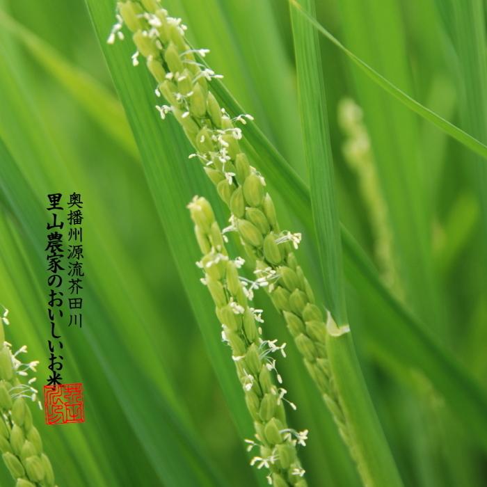 新米 お米 10kg 送料無料 玄米にてお届け 清流ひのひかり芥田川 令和5年産 生産農家 産地直送便 石抜き処理済み 玄米食 ギフト 贈答