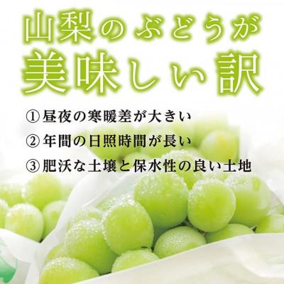 ふるさと納税 笛吹市 山梨県産シャインマスカット2房(約1.2kg)