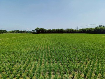 楊湖路三段441坪農地｜桃園市楊梅區上湖三路