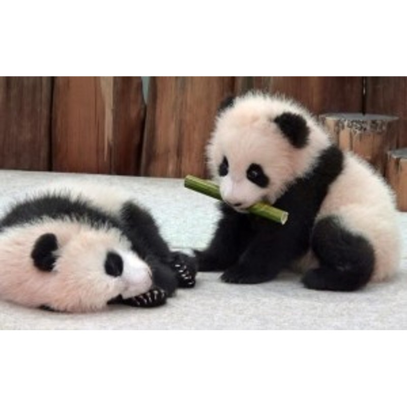 絵画風 壁紙ポスター 赤ちゃんパンダの兄弟 ジャイアントパンダ Panda パンダ キャラクロ Pnda 009w2 ワイド版 603mm 376mm 通販 Lineポイント最大1 0 Get Lineショッピング