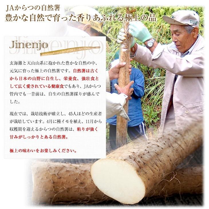 佐賀県より産地直送 JAからつ 自然薯 2Lサイズ 1本入 約1.2キロ 化粧箱 送料無料 じねんじょ 山芋 やまいも