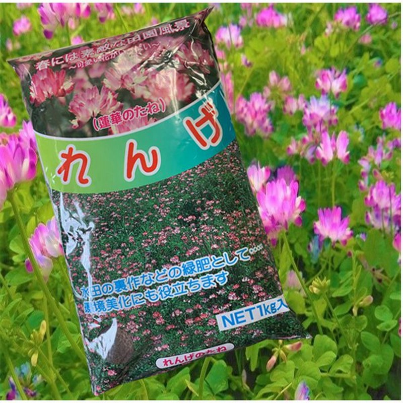 今年も大特価 れんげ草 レンゲ草 蓮華草 花の種 種子 1kg 通販 Lineポイント最大0 5 Get Lineショッピング