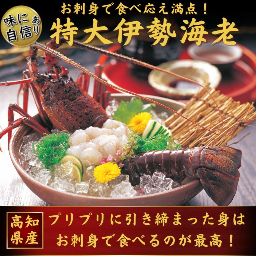 高知県産 天然 伊勢海老 1kｇ（選べる1〜3尾）お刺身 冷凍 海鮮 BBQ おせち