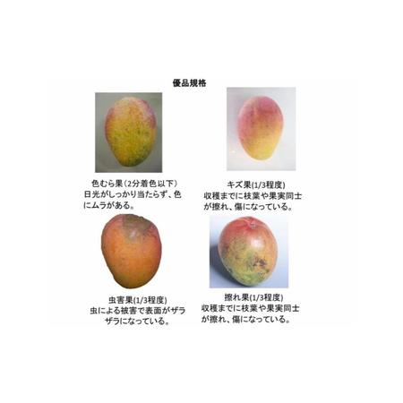 ふるさと納税 アップルマンゴー（約2kg） 沖縄県読谷村