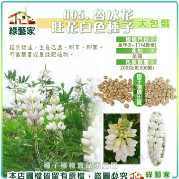 【綠藝家】大包裝H06.魯冰花-旺花白色種子200克(約500顆)
