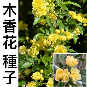 現貨 木香花種子（250粒） 四季種植 【木香花種子】 濃香庭院爬墻植物 七裏香 香味濃郁 多色可選 發芽率高