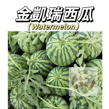 台灣現貨（金凱瑞西瓜種子XG-17）清涼解渴~果肉爽脆、汁水豐沛，帶有豐富的天然糖分@水果種子西瓜種子