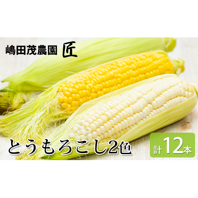 先行受付 2024年8月から順次出荷 北海道 仁木町産 新鮮 とうもろこし 2色セット 嶋田茂農園