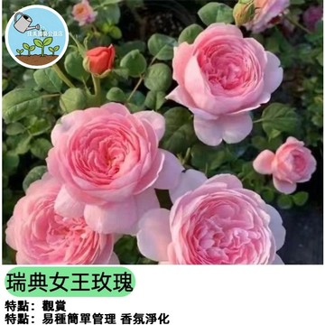 【50色系】玫瑰花種子 藍色系/粉色系/白色系 珍稀品種 四季開花 陽台庭院盆栽 送種植教學 開花不斷 易活好種觀賞花卉