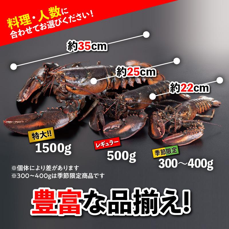 活オマール海老（カナダ産）　15尾(約350~400g×15）