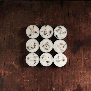 藥草燭盞 藍鼠尾草