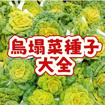 次日達-【烏塌菜種子】當季新籽  發芽率高  產量高 營養豐富 鮮嫩可口 陽台庭院地栽 農家自留種 #超優惠