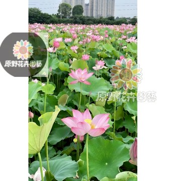 （最新日期採收）大型荷花種子 池塘磨盤種子高產藕產蓮子盆栽魚塘大田觀賞&食用藕種子四季播種花卉綠植