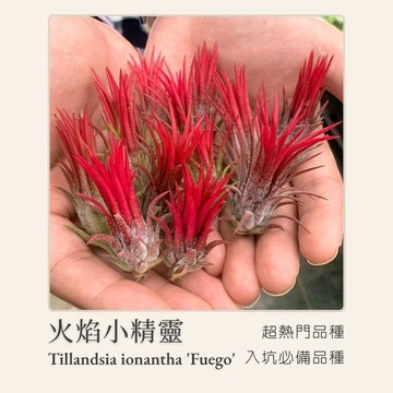 [狂買園藝] 空氣鳳梨 火焰小精靈(福果小精靈) /空鳳/雨林植物/鹿角蕨/室內植物//婚禮小物