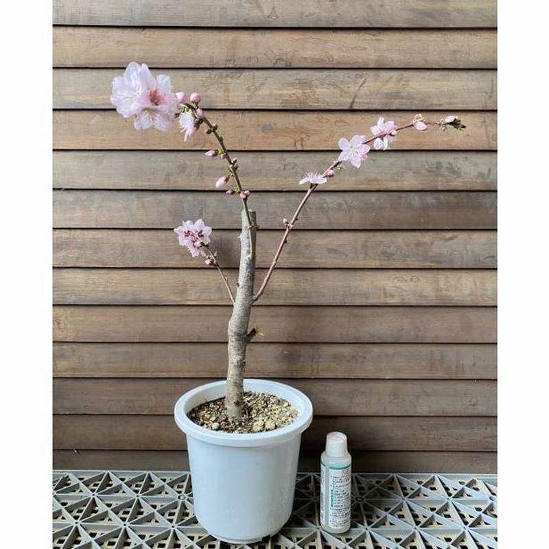 水蜜桃。桃の苗果樹。鉢ごと無料で発送致します。 桃の苗木 6寸鉢植え 照手水蜜桃：果樹苗 テルテスイミツモモ