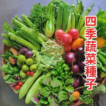 現貨現發 【四季蔬菜種子】 四季可種 五十天可生長可多次採摘 家庭蔬菜種  新手必種！超易栽種  家庭盆栽菜園 現貨快速