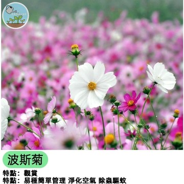 波斯菊種子 秋櫻花種子 格桑花 大波斯菊花籽 野花花海 mix混色 花壇陽台盆栽 四季易種 開花快速 蜜源植物 庭院造景