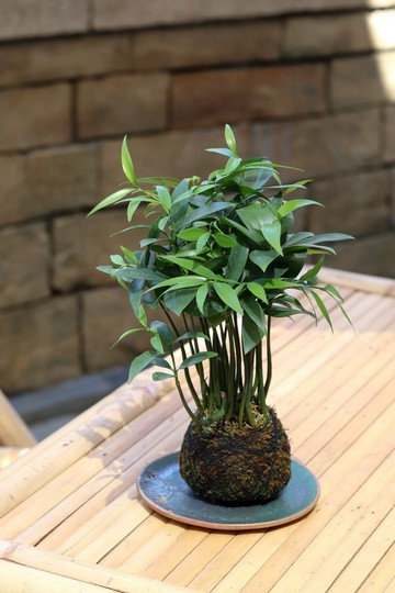 植栽苔玉 竹柏