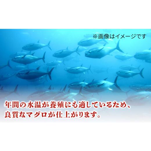 ふるさと納税 長崎県 五島市 長崎県五島産 近大マグロ  （赤身）刺身ブロック 五島市／五島ヤマフ [PAK019]