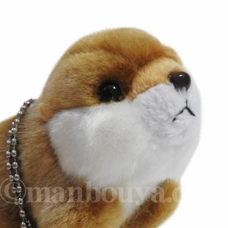 【カワウソ可愛い- 】 カワウソさくら 超かわいい！あざとい甘え方 Super cute otter