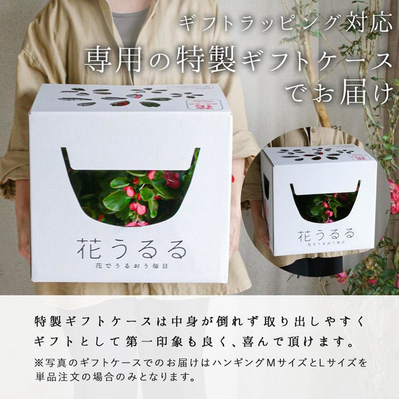 花うるる おまかせハンギング 寄せ植え Lサイズ(4月から11月まで