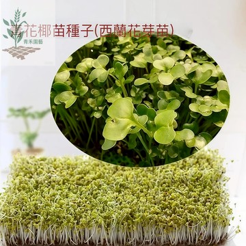 青禾園藝（芽菜花椰菜種子）高品質青花菜西蘭花種子紙上種菜水培 多次采收 快速收成 #非基改芽苗菜種子快速出貨