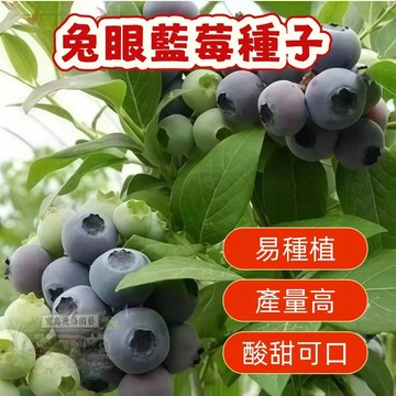 🔥熱銷 兔眼藍莓種子（200粒）矮化藍莓樹種子 陽臺盆栽果園庭院簡單易種 四季高產藍梅樹果 多年生 水果種子 超低價