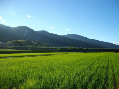 自然栽培米 にこまる ＜農薬を一切使わない無肥料栽培＞ 玄米 5kg《2023年産 京都丹波産 無農薬米栽培向き 厳選品種》