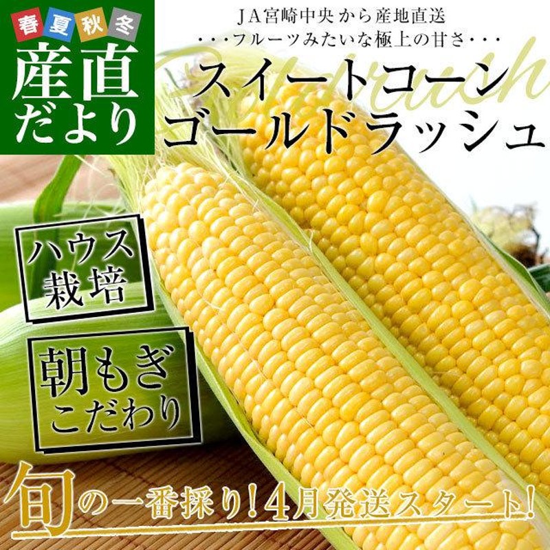 珍しい 即日発送 7 12 朝採りとうもろこし 恵味 訳ありスィートコーン