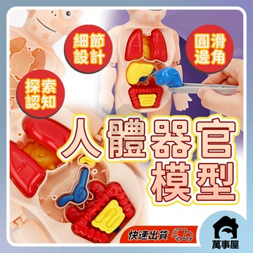 人體模型 器官模型 人體玩具 認知玩具 早教玩具 器官娃娃 解剖玩具 人體器官 人體構造 A0729