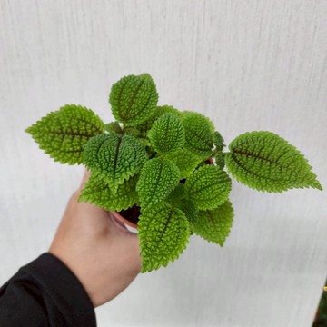 P老闆園藝~蝦蟆冷水花 3吋盆