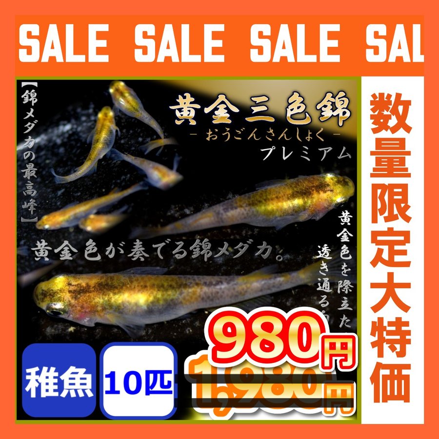 メダカ/黄金三色錦めだか 稚魚10匹 通販 LINEポイント最大0.5%GET | LINEショッピング