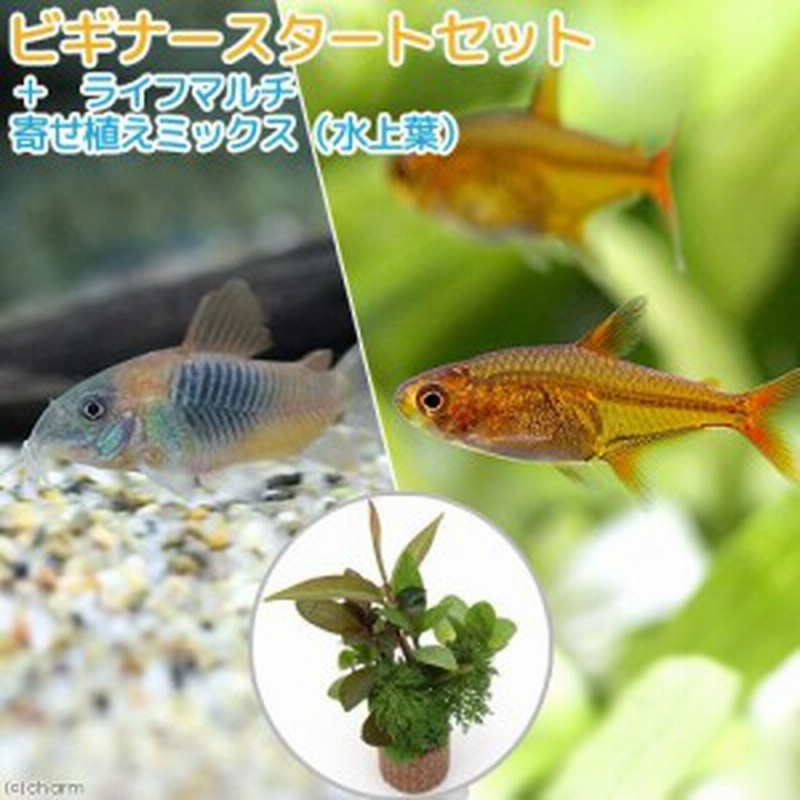 熱帯魚 水草 ビギナースタートセット ファイアー テトラ １０匹 コリドラス ベネズエラオレンジ ２匹 北海道 九州航空 通販 Lineポイント最大2 0 Get Lineショッピング