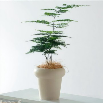 青禾園藝（文竹種子 ）新娘草種子禪意觀葉植物種子四季常青 室內易活盆栽綠植高級防輻射淨化空氣觀賞#自留種