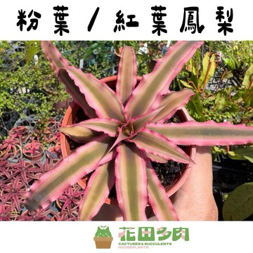 《花田多肉》🌵【粉葉鳳梨/紅葉鳳梨】 3吋盆   觀葉植物/盆栽/戶外植物