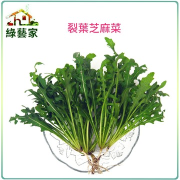 【綠藝家】大包裝A64.裂葉芝麻菜種子20克(約60000顆)