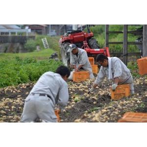 淡路島産じゃがいも メークイン５kg 2023年産 ＊地域限定送料無料でお届けいたします！