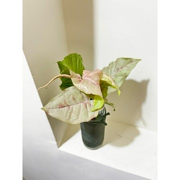☘️牛奶紙屑合果芋☘️是天南星科，屬合果芋品種