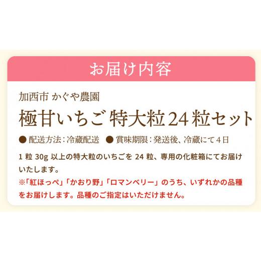 ふるさと納税 兵庫県 加西市 かぐや農園の極甘 いちご 特大粒 24粒