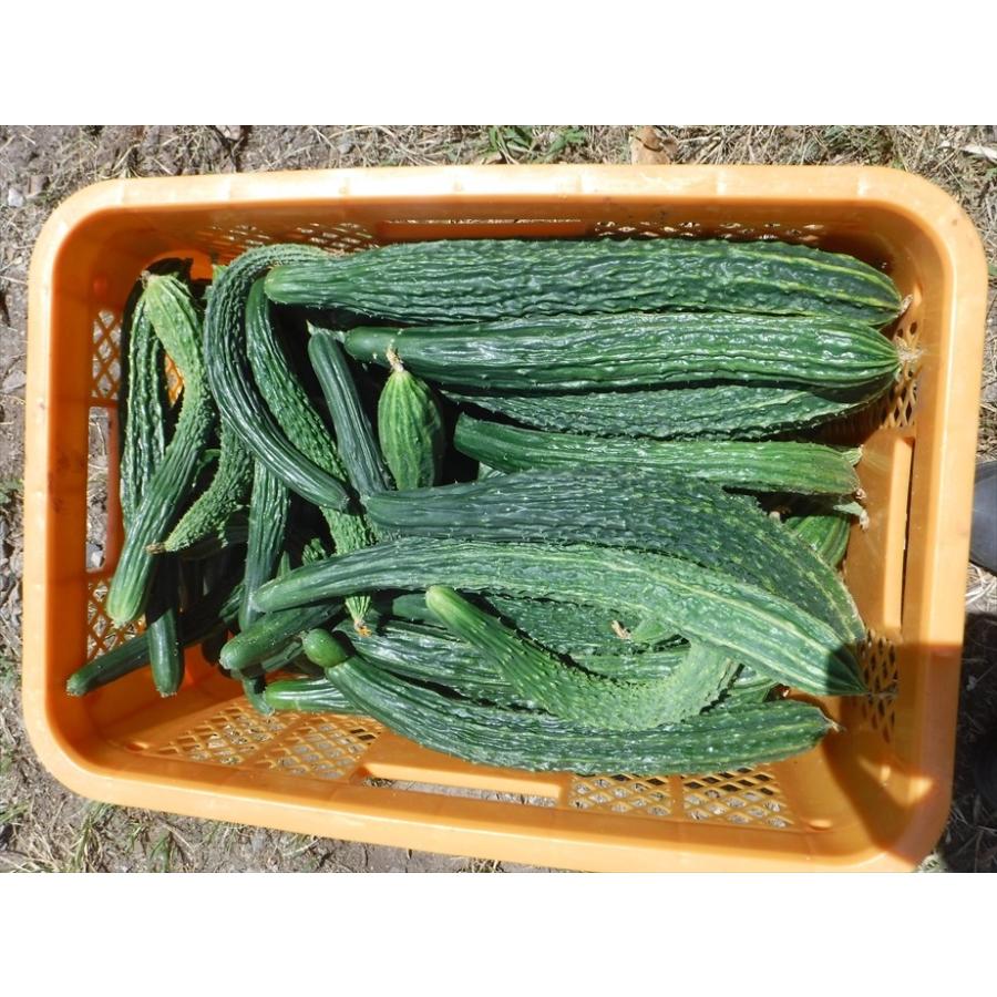 新鮮！出荷日収穫！鳥取より　自然栽培の野菜セット　無肥料・無除草剤・無農薬（Ｍサイズ　8-10種類）