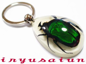 ツノカナブン Specimen Key Ring 昆虫 生物標本 キーホルダー 新品 プレゼント ギフト おしゃれ 実用的 威龍彩雲通販 通販 Lineポイント最大1 0 Get Lineショッピング